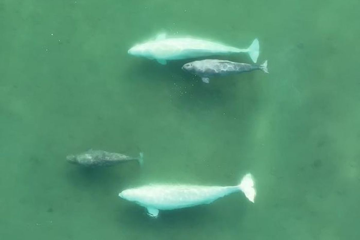 Both Female and Male Beluga Whales Take Many Mates, and It May Protect  Their Genes | Discover Magazine