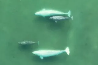 Beluga whale cow calf pairs swimming