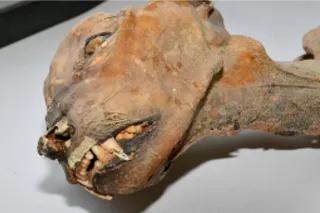 the face of a mummified cheetah found in a cave the face of a mummified cheetah found in a cave