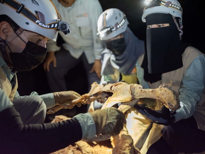 Four researchers in a cave with helmets and headlamps handling one of the small mummified cheetahs