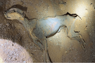 Full body of the mummified cheetah found in a cave. 
