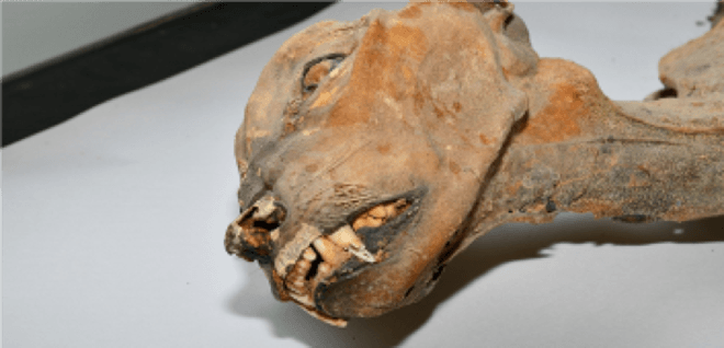 Face of one of the mummified cheetahs in a research lab