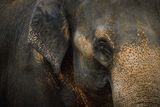 A Deadly Elephant Rampage Highlights Growing Human-Wildlife Crisis