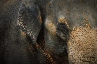 Close-up of an Asian elephant’s face.