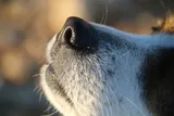 Dog sniffing, close-up of its nose