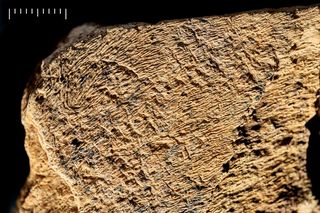 Close-up of the elephant bone tool 