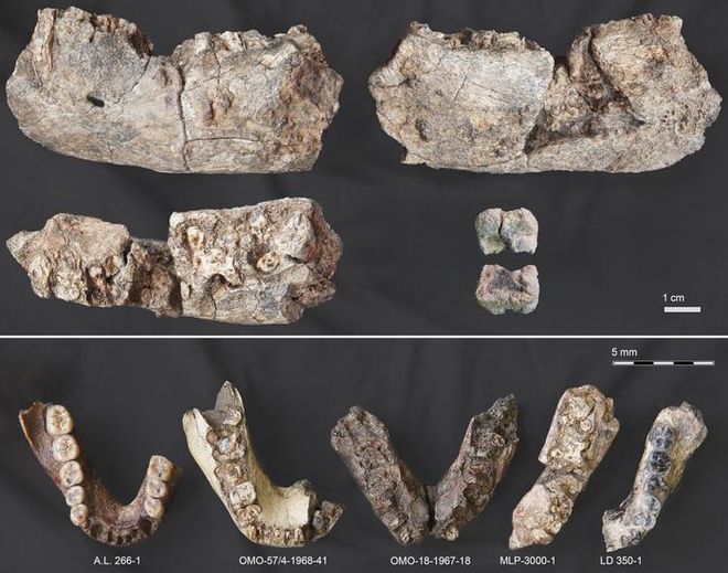 Fossil comparison of Paranthropus mandible with other species, including Australopithecus afarensis and early Homo.