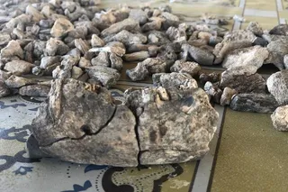 Paranthropus fossilized mandible pieced together with other fossilized remains in the background 