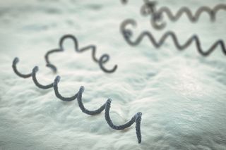 Illustration of bacteria that causes syphilis, Treponema pallidum Illustration of bacteria that causes syphilis, Treponema pallidum