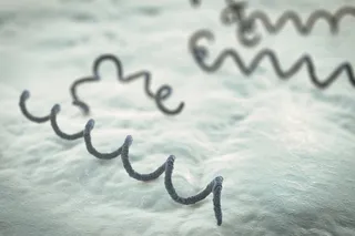 Illustration of bacteria that causes syphilis, Treponema pallidum