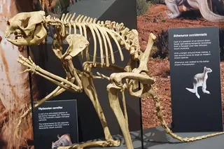 Skeleton of a Sthenurine, an ancient giant kangaroo in a museum Skeleton of a Sthenurine, an ancient giant kangaroo in a museum