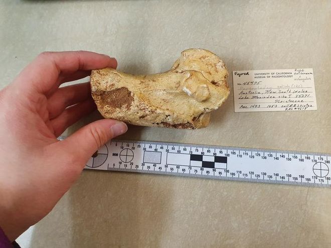 fossilized heel bone of Procoptodon goliah next to a tape measure