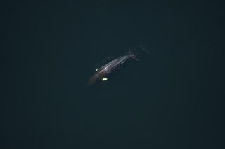 aerial view of a minke whale in the ocean 