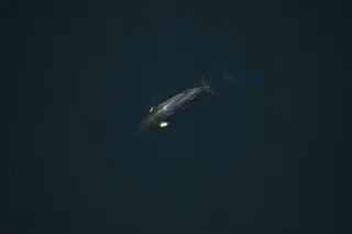 aerial view of a minke whale in the ocean 