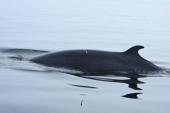 Minke whale coving to the surface with a biopsy arrow in it