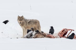 Wolf with bison carcass in Yellowstone National Park