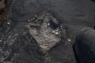 A single tridactyl footprint from the Middle Jurassic aged Lealt Shale Formation on the Isle of Skye, Scotland