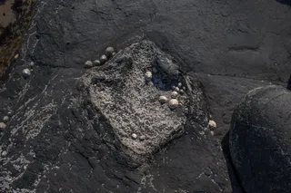 A single tridactyl footprint from the Middle Jurassic aged Lealt Shale Formation on the Isle of Skye, Scotland