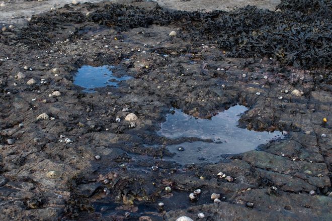 A pair of Middle Jurassic aged theropod footprints on the Isle of Skye, Scotland, represent one of the regionally most dominant trackmakers.