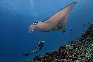 Manta ray on the reef with a diver in the background 
