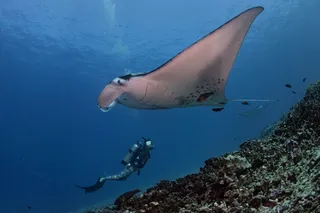 Manta ray on the reef with a diver in the background 