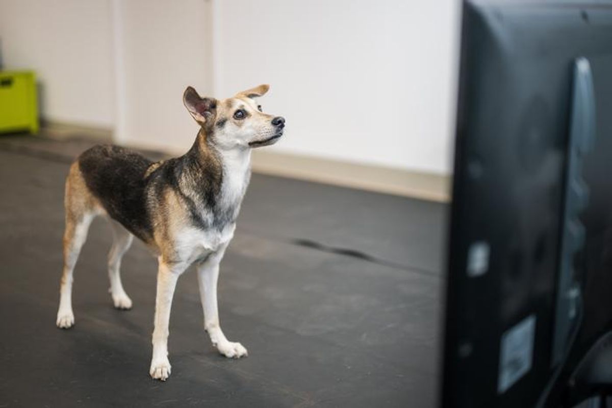 Listening to Angry Human Voices Could Throw Off a Dog's Balance