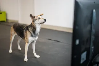 black, brown, and white dog, standing on a black pad and looking at a TV screen