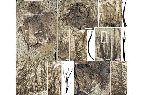 Fossilized filamentous structures. Credit: Baoyu Jiang, Michael Benton et al./Nature Ecology & Evolution