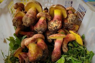 Lanmaoa asiatica mushroom that can cause hallucinations