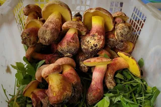 Lanmaoa asiatica mushroom that can cause hallucinations