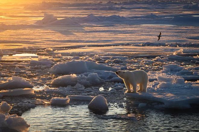 Polar bear on sea ice during golden hour
