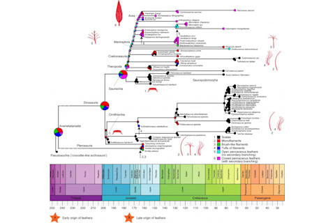 Phylogenetic comparative analysis of integumentary filament and feather evolution in pterosaurs and archosaurs. Credit: Baoyu Jiang, Michael Benton et al./Nature Ecology & Evolution