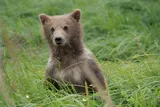 Brown bear in wild field, AI program that observes brown bear in wild