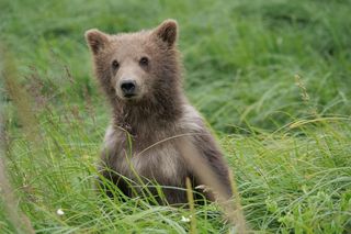 Brown bear in wild field, AI program that observes brown bear in wild