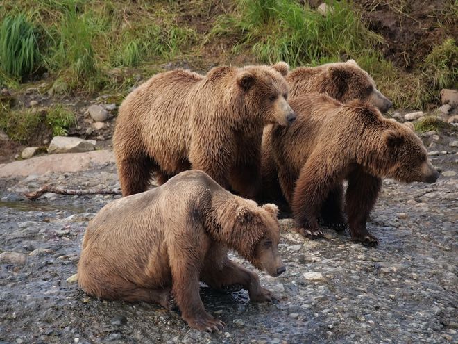 AI program observes brown bears in Alaska, a group of four near a stream