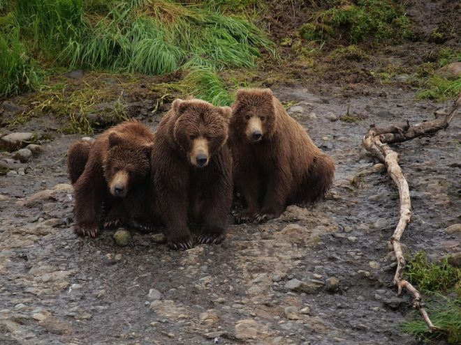 AI program observes brown bears in Alaska, a group of three bears