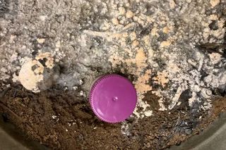 purple cap in soil and charcoal with fungus growing over them. 