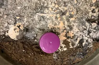 purple cap in soil and charcoal with fungus growing over them. 