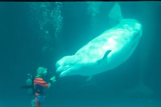 A beluga whale interacts with a diver in scuba gear 