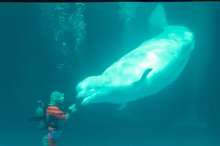A beluga whale interacts with a diver in scuba gear 