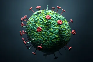 Nipah virus 