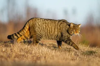 a brown tabby European wildcat walking across dried grass. 