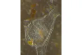 small, transparent ciona seasquirt 