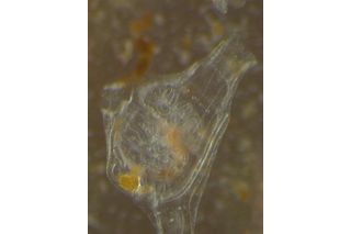 small, transparent ciona seasquirt 