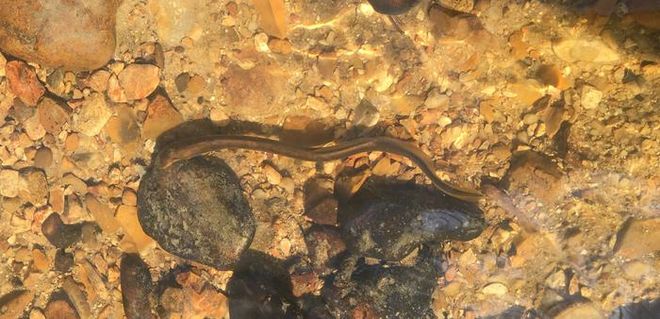 lamprey in a shallow pool
