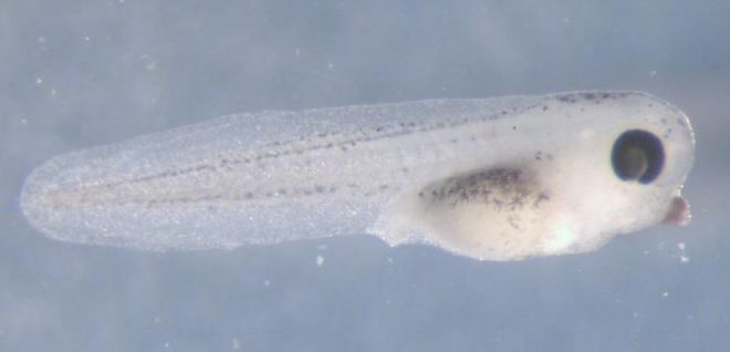 white and black speckled Xenopus Tadpole