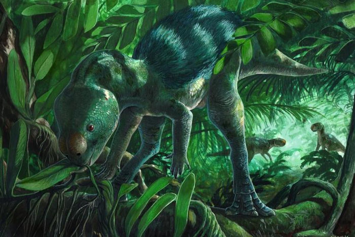 Unusually Small Dinosaur Fossil Helps Fill a 70-Million-Year Gap in Ornithopod Evolution