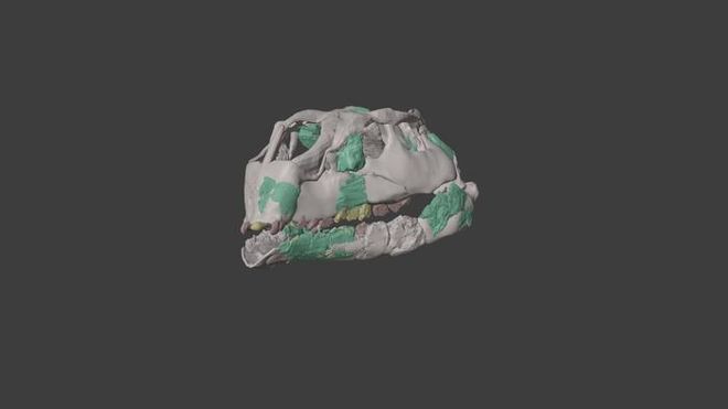 Skull of Foskeia pelendonum, a tiny dinosaur Skull of Foskeia pelendonum, a tiny dinosaur