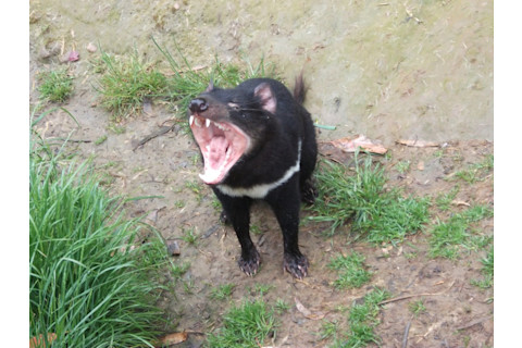 Tasmanian devils like this li'l fella, a resident at the Devils@Cradle Sanctuary in Tasmania, are the nearest living relatives of newly described carnivorous marsupial Whollydooleya. Credit: G. Tarlach.