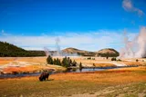 Image of a bison eating grass near the river and steaming thermal pools of Yellowstone national park 